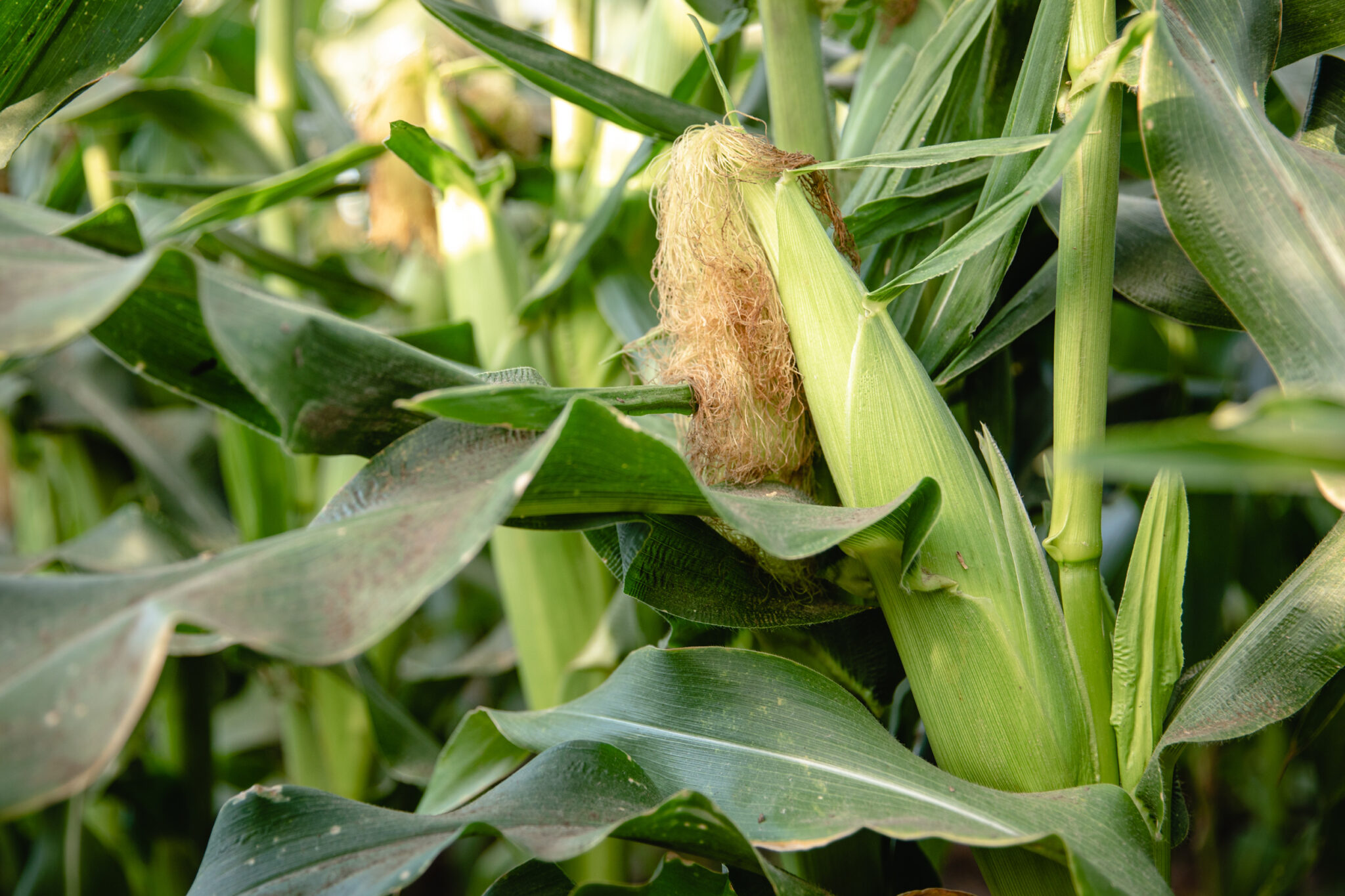 Pests, Diseases and Disorders of Sweet Corn Guide