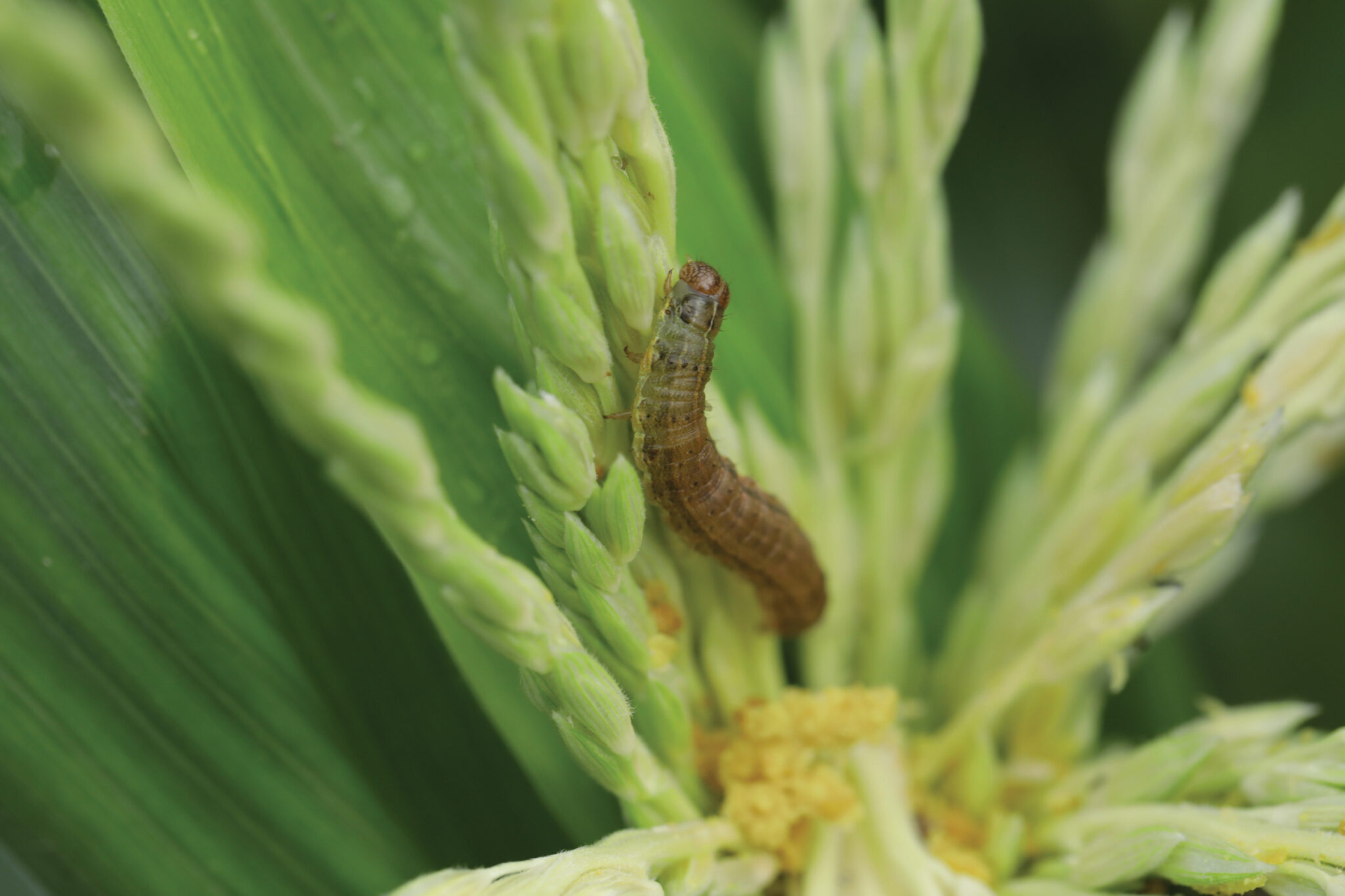 Fall armyworm e-hub
