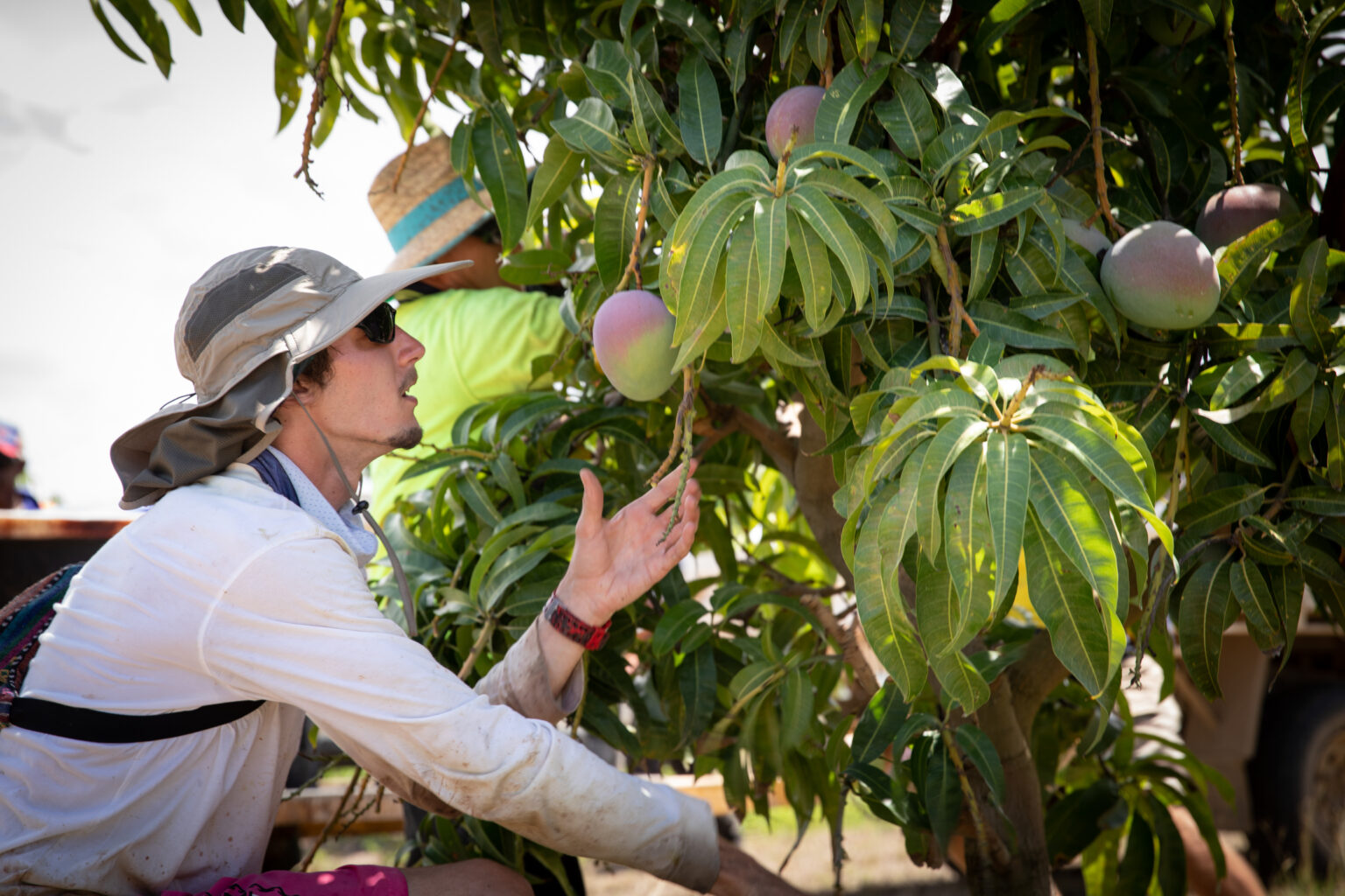 Advertise or search for jobs at Pick Paradise