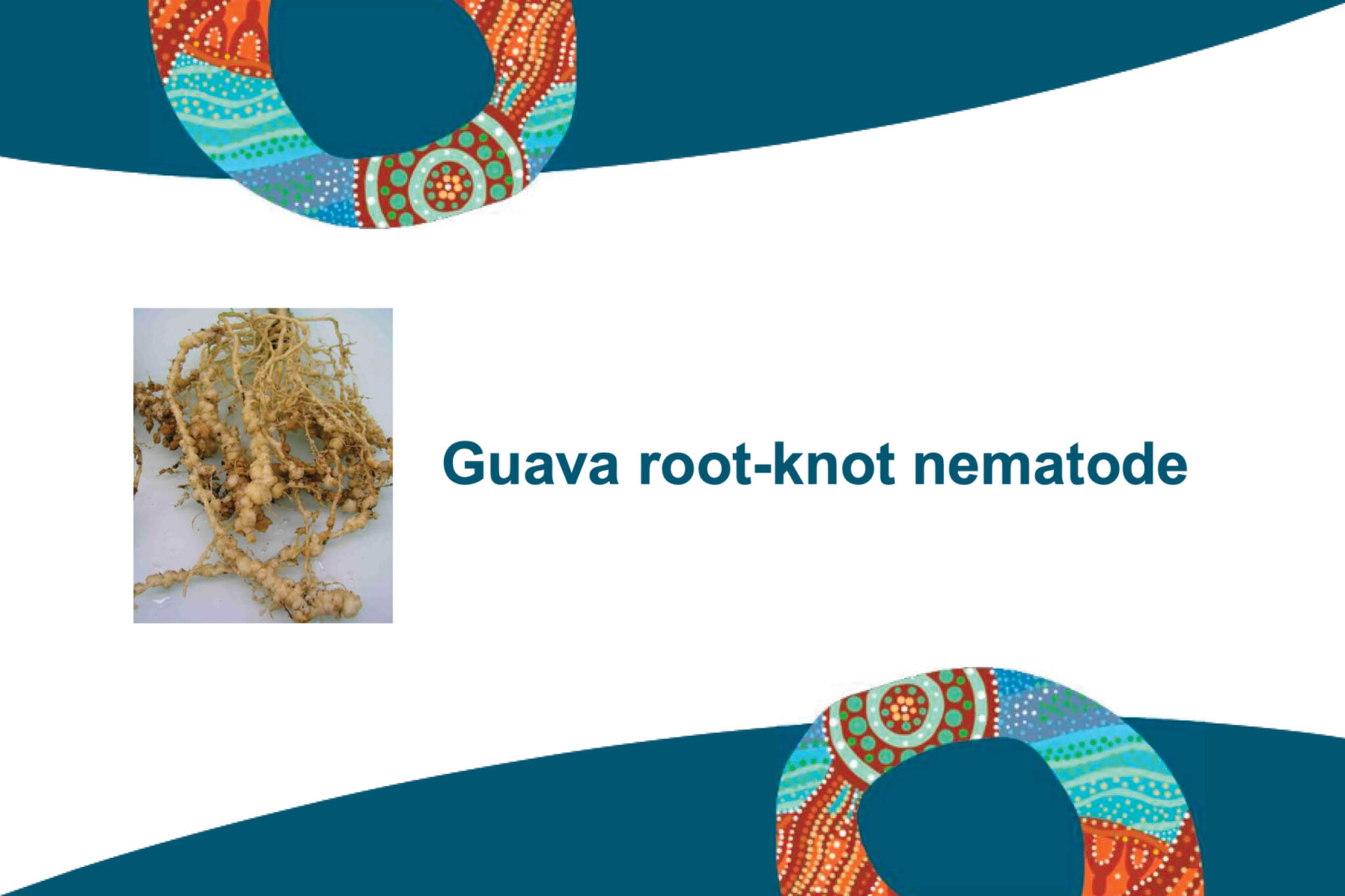 DAF Fact Sheet – Guava root-knot nematode