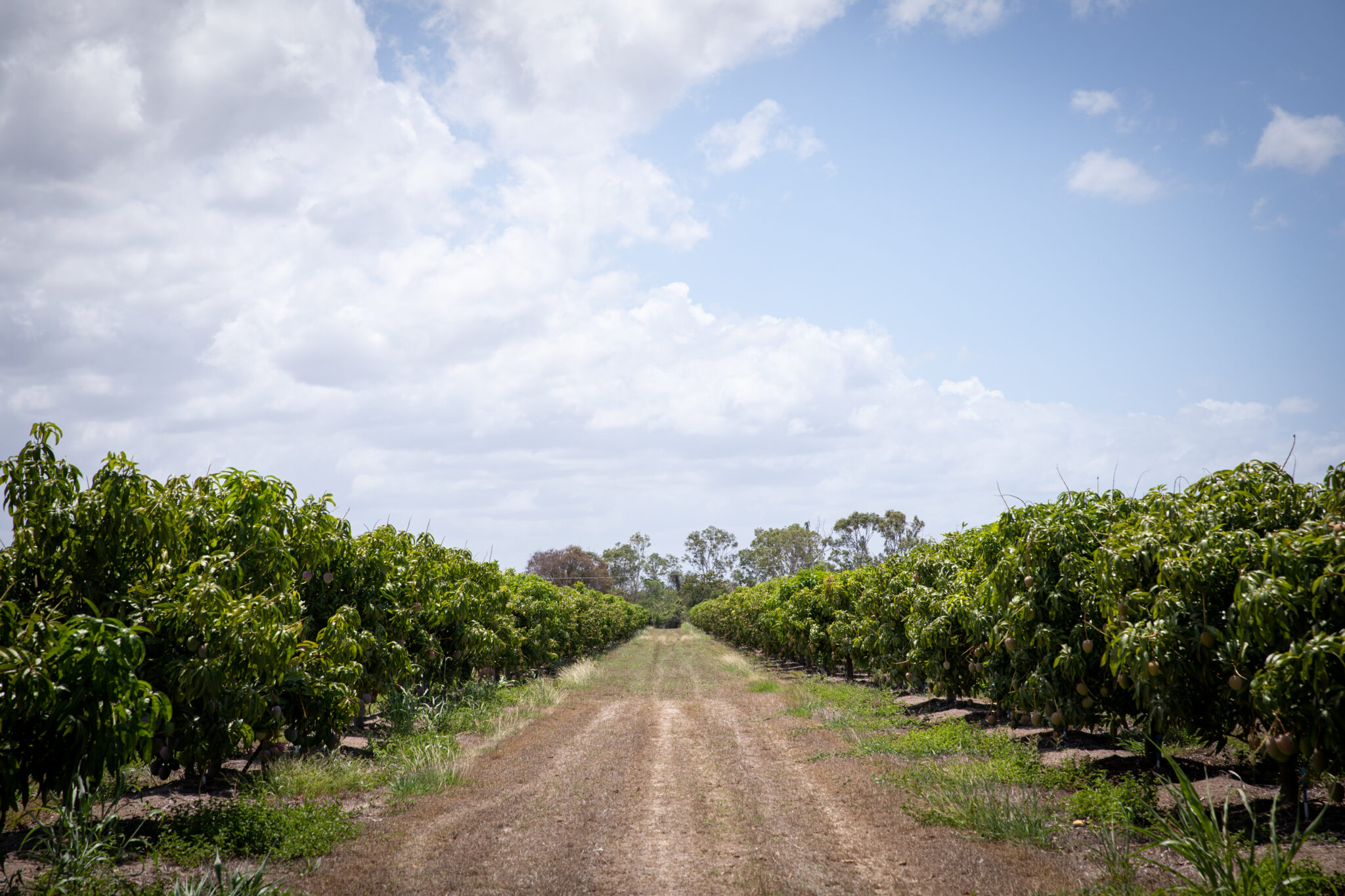 Queensland Citizen Science Project Fruit Fly Map